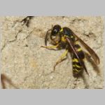 Ancistrocerus nigricornis - Lehmwespe 21a am IH beim Lehm holen.jpg